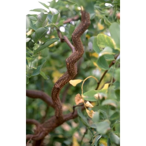 Robinia pseudoacacia 'Twisty Baby'