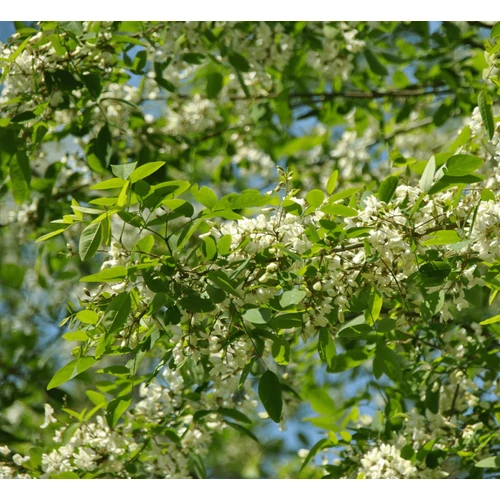 Robinia pseudoacacia 'Unifolia'