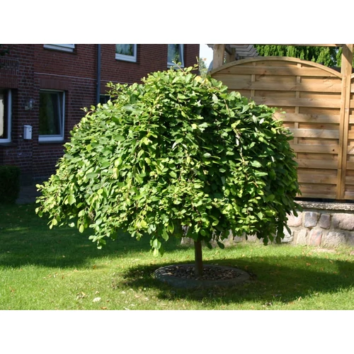 Salix caprea 'Pendula'