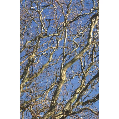Salix matsudana 'Tortuosa'