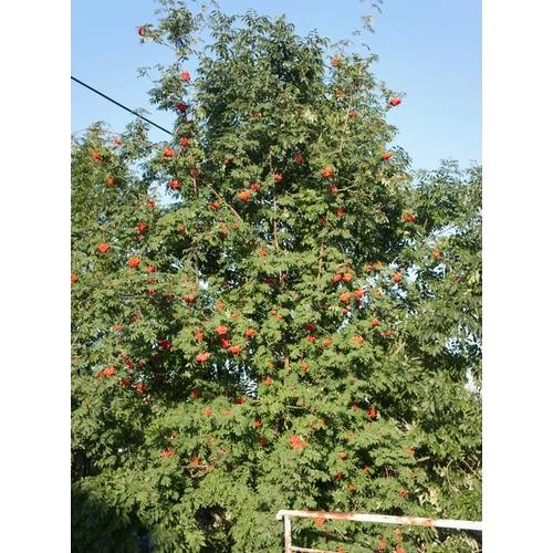 Sorbus aucuparia 'Edulis'