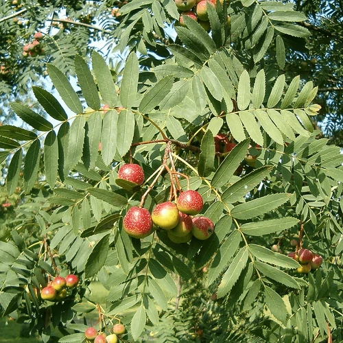 Sorbus domestica