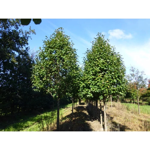 Sorbus incana