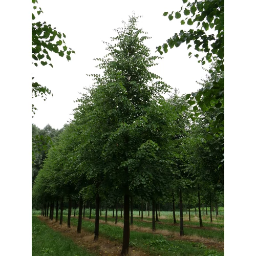 Tilia cordata 'Savaria'