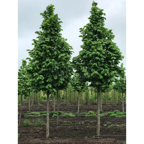 Tilia platyphylos Fastigiata