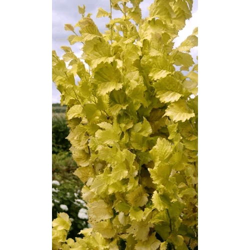 Ulmus hollandica 'Dampierii'