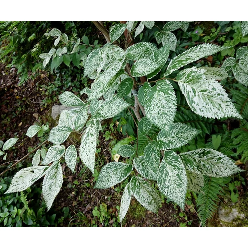 Ulmus hollandica 'Variegata'
