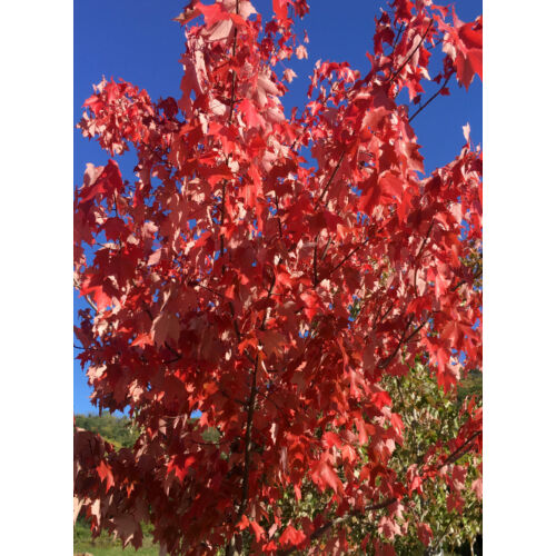Juhar vörös ősszel narancsvörös levelű - Acer rubrum 'Autumn Radiance' 125/150cm K7,5l