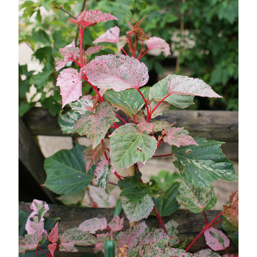 Acer conspictum 'Red Flamingo'