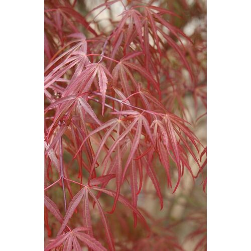 Juhar japán lilásvörös levelű - Acer palmatum 'Atrolineare' 40/60cm FL