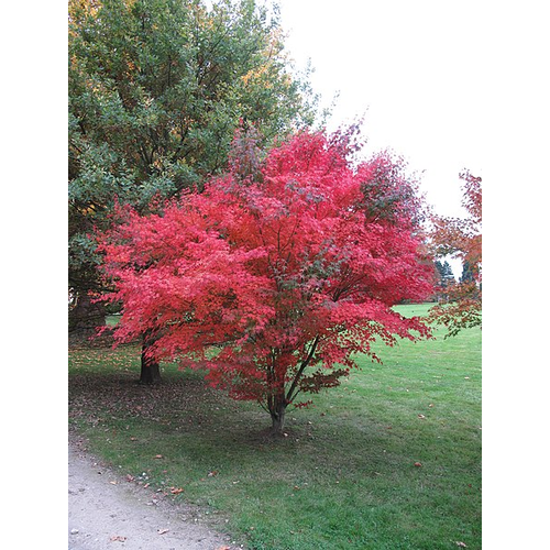 Acer palmatum 'Atropurpureum'
