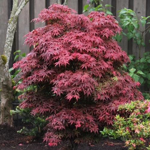 Acer palmatum 'Brandt's Dwarf'
