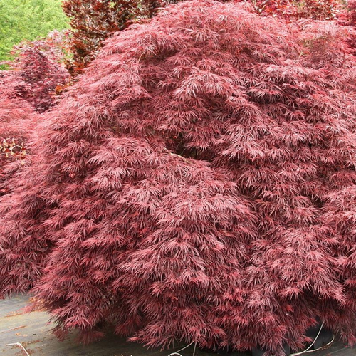 Acer palmatum 'Crimson Queen'