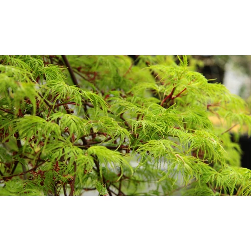 Acer palmatum 'Emerald Lace'