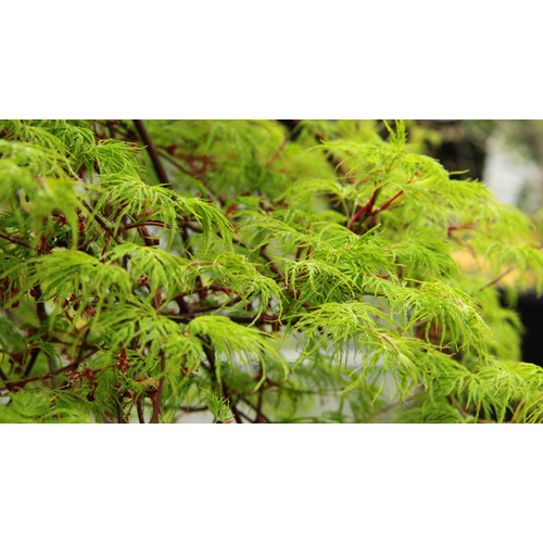 Acer palmatum 'Emerald Lace'