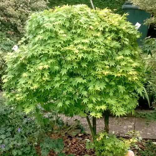 Acer palmatum 'Going Green'
