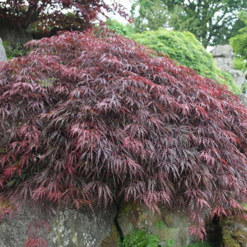 Acer palmatum 'Inaba Shidare'
