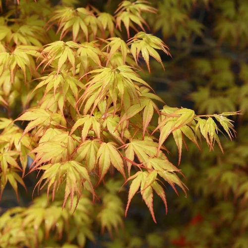 Acer palmatum 'Katsura'
