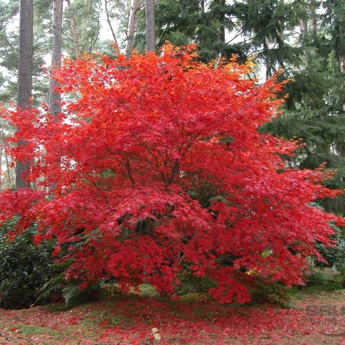 Acer palmatum 'Osakazuki'