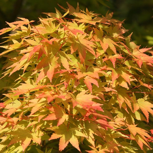 Acer palmatum 'Sango Kaku'