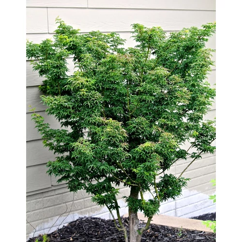 Acer palmatum 'Shishigashira'