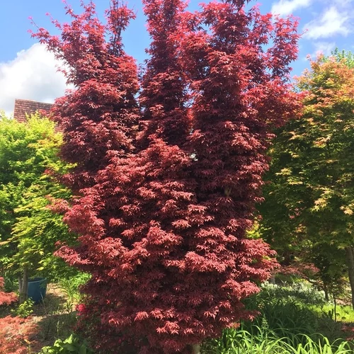 Acer palmatum 'Skeeter's Broom'