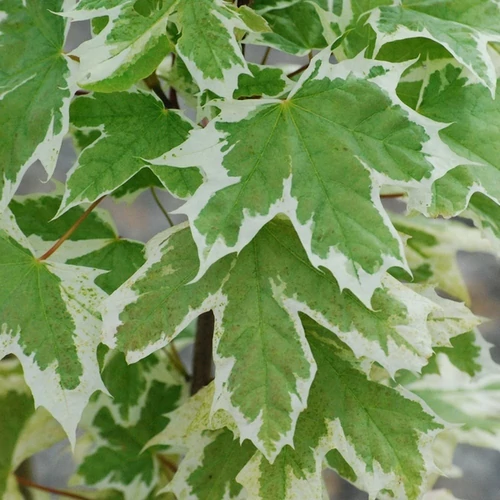Acer platanoides 'Drummondii'