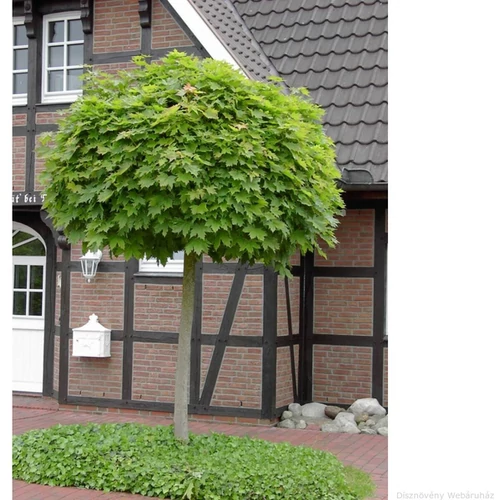 Acer platanoides 'Globosum'