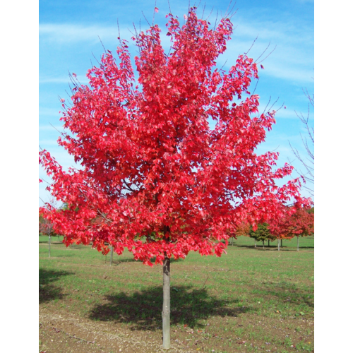 Acer rubrum 'Fairview Flame'