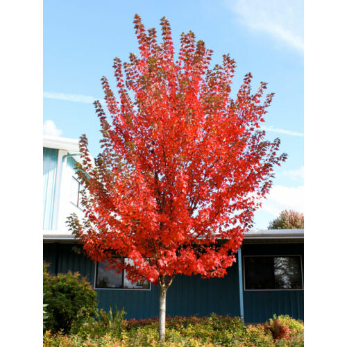 Juhar vörös ősszel élénkvörös levelű - Acer rubrum 'Sun Valley' 125/150cm K7,5l