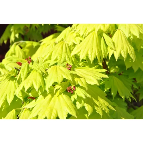 Acer shirasawanum 'Aureum'