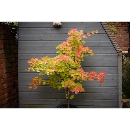 Acer shirasawanum 'Aureum'