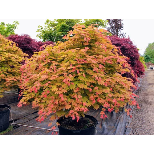 Acer shirasawanum 'Moonshine'