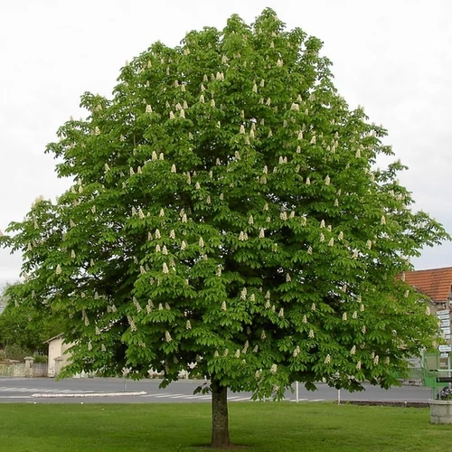 Aesculus hippocastanum