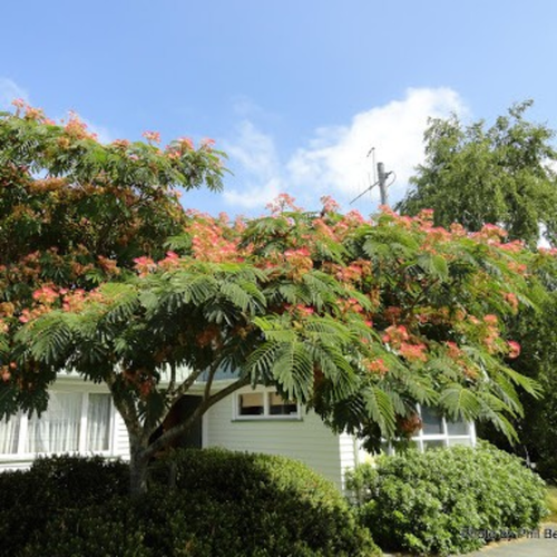 Albizia julibrissin
