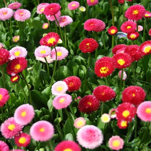 Bellis perennis