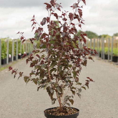 Betula pendula 'Royal Frost'