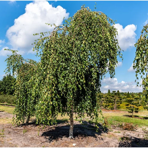 Betula utilis 'Long Trunk'
