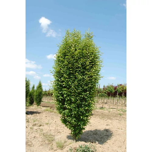 Carpinus betulus 'Fastigiata'