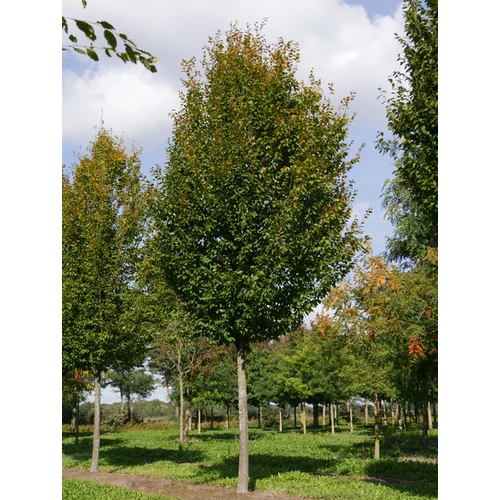 Carpinus betulus 'Frans Fontaine'