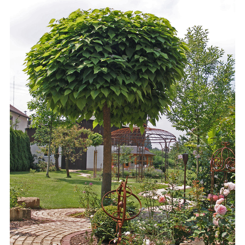 Catalpa bignonioides 'Nana'