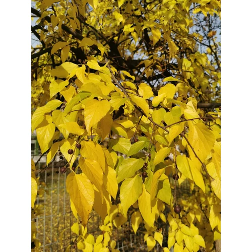 Celtis occidentalis