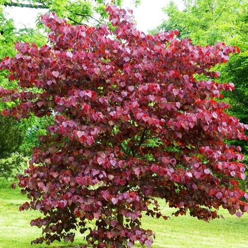 Cercis canadensis