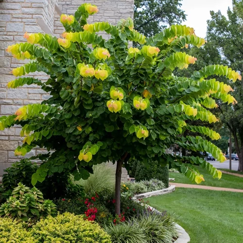 Cercis canadensis 'The Rising Sun'