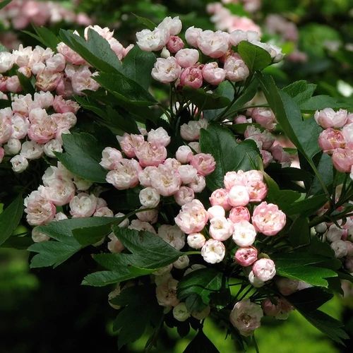 Crataegus mordenensis 'Toba'