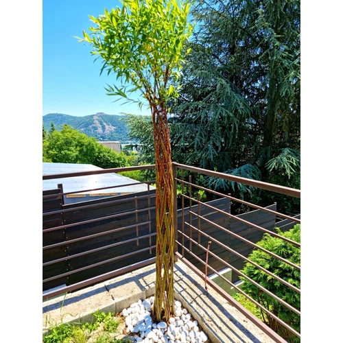 Salix alba