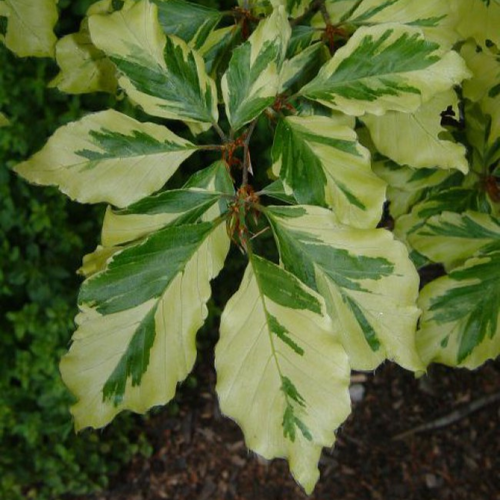 Fagus sylvatica 'Albomarginata'