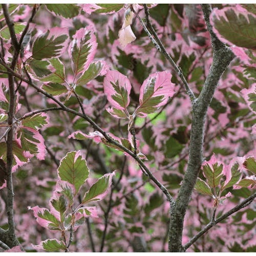 Fagus sylvatica 'Argenteomarginata'