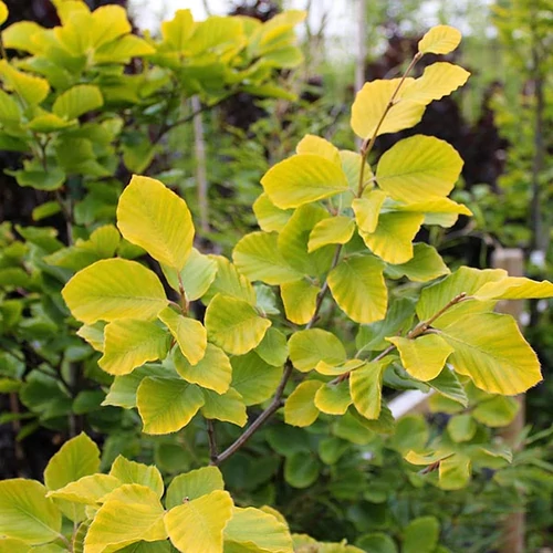 Fagus sylvatica 'Dawyck Gold'