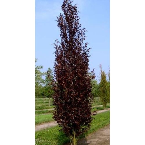 Fagus sylvatica 'Dawyck Purple'